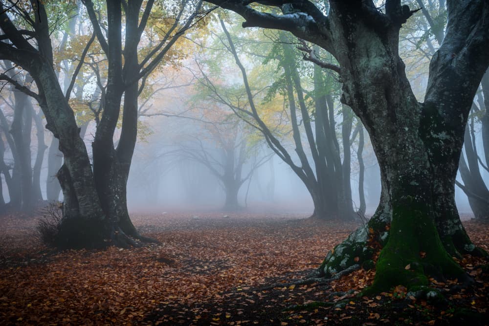 Misty Autumn Forest by Sergio Barboni — canvas wall art