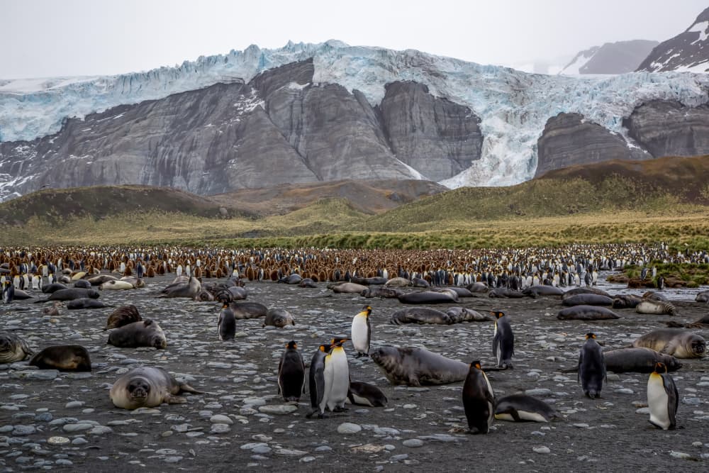 Antarctic Wildlife Glacier Beach by Raymond Ren Rong Liu — canvas wall art