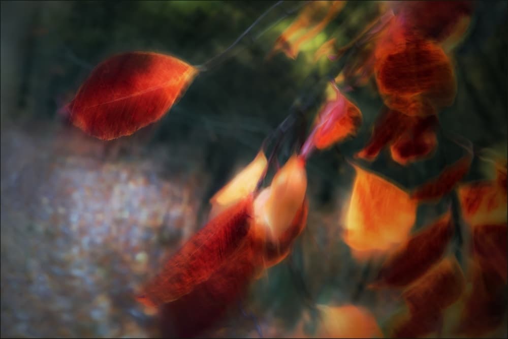 Soft Autumn Glow by Gilbert Claes — canvas wall art