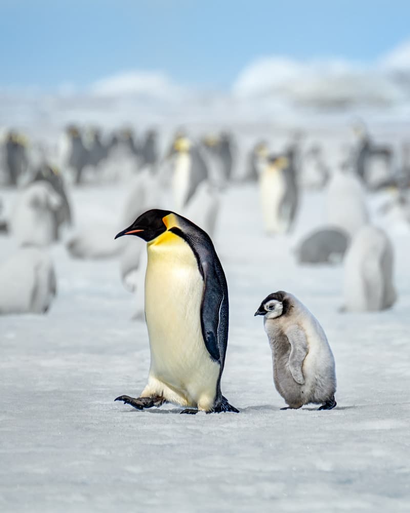 Emperor Penguin and Chick by Siyu_Wei APA — canvas wall art