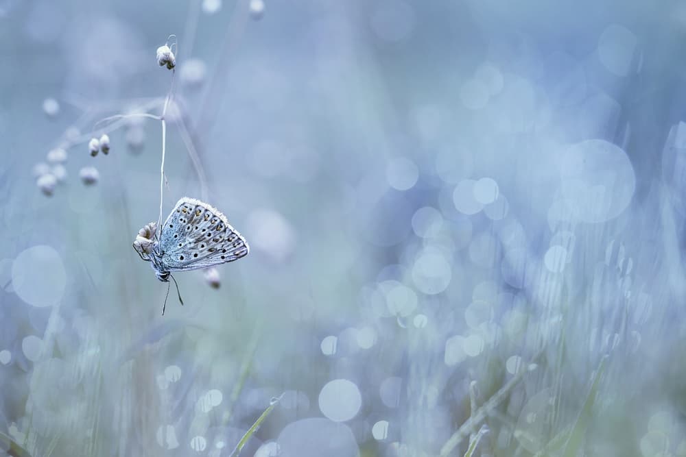 Serene Blue Butterfly by Wil Mijer — canvas wall art