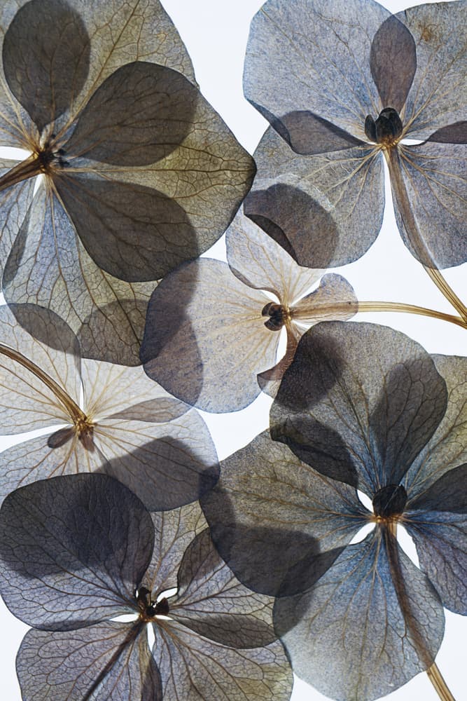 Translucent Blue Petals by Lenka — canvas wall art
