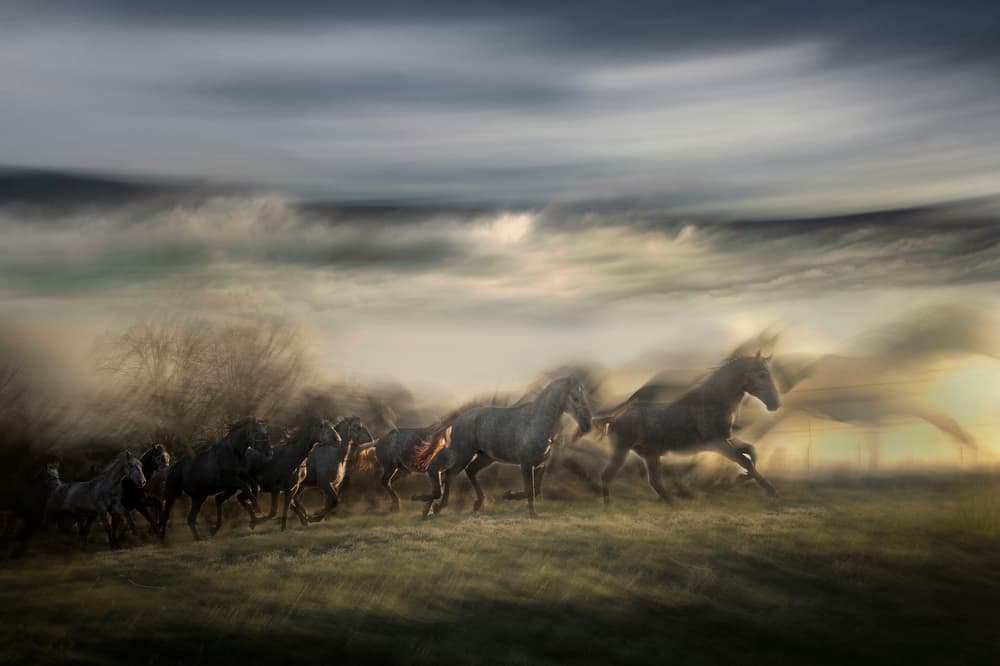 Wild Horses Running by Milan Malovrh — canvas wall art