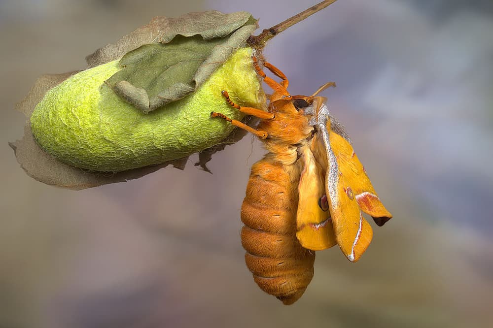 Emerging Silk Moth by Jimmy Hoffman — canvas wall art