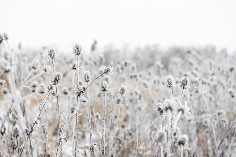 Winter Field 5 by Mareike Böhmer — canvas wall art