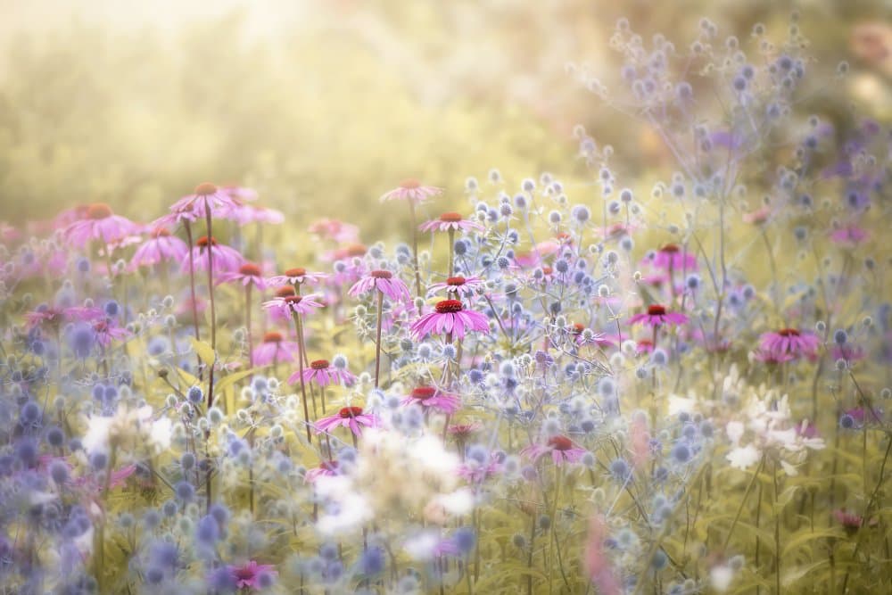 Dreamy Purple Flowers by Jacky Parker — canvas wall art