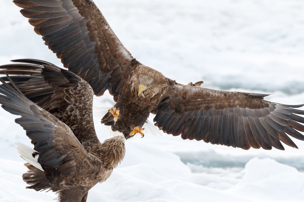 Winter Eagle Confrontation by OSAMU ASAMI — canvas wall art