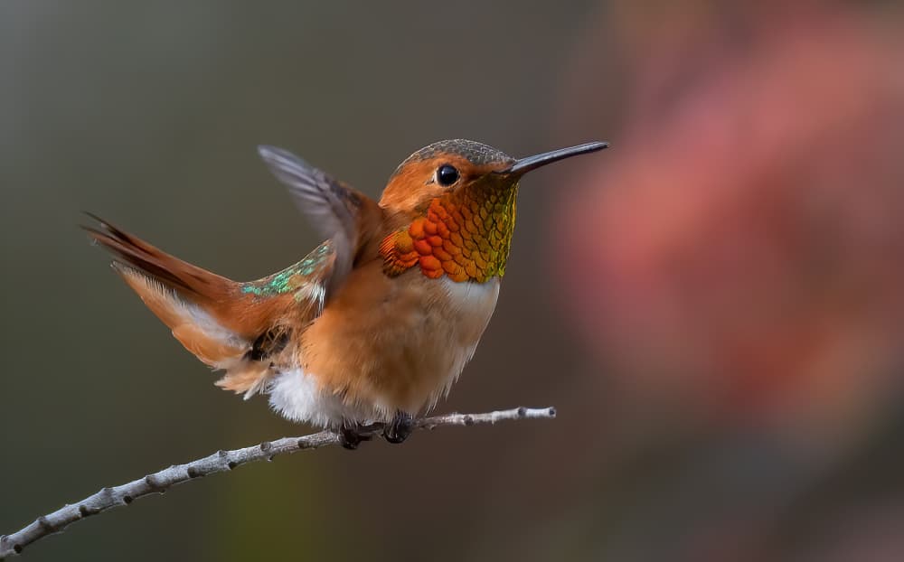Vibrant Perched Hummingbird by Johnson Huang — canvas wall art