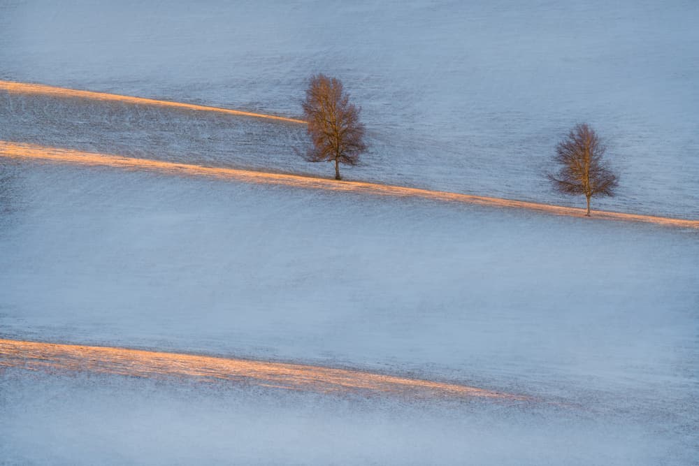Winter Trees Golden Light by Petar Sabol — canvas wall art