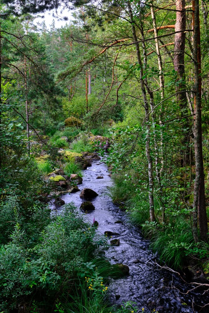 Tranquil Forest Stream by Geertjan Plooijer — canvas wall art