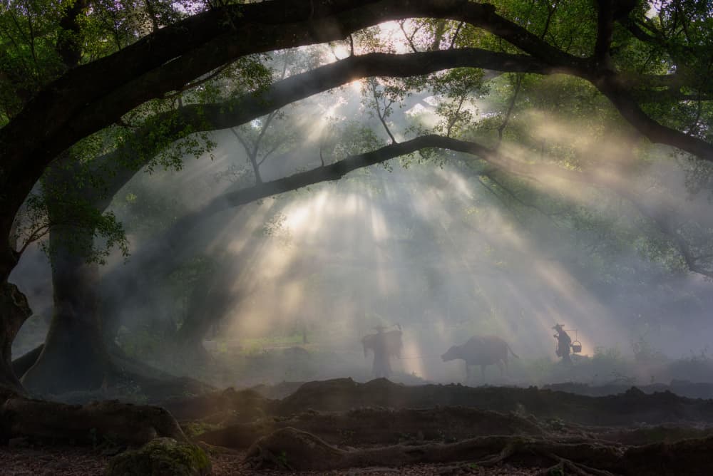 Misty Forest Sun Rays by Johnny Zhang — canvas wall art