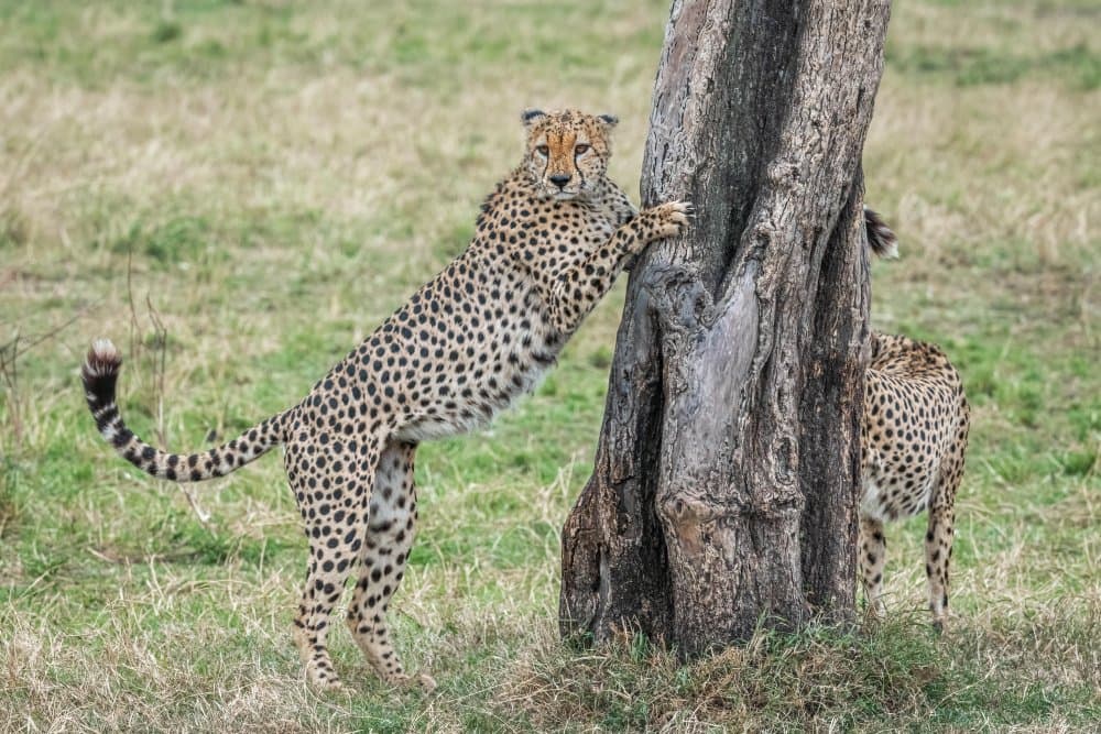 Wild Cheetah Stretching by Jeffrey C. Sink — canvas wall art