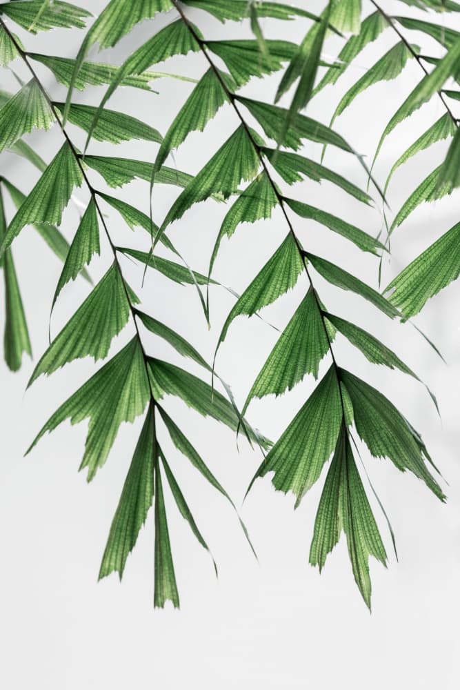 Summer Branches 3 by Mareike Böhmer — canvas wall art