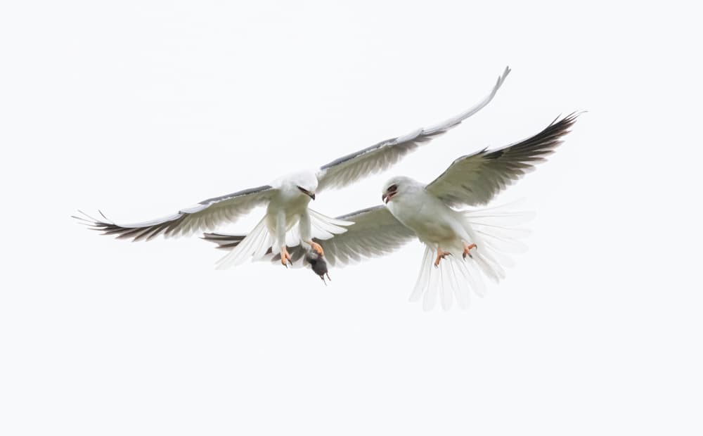 White Kites Aerial Chase by Johnson Huang — canvas wall art