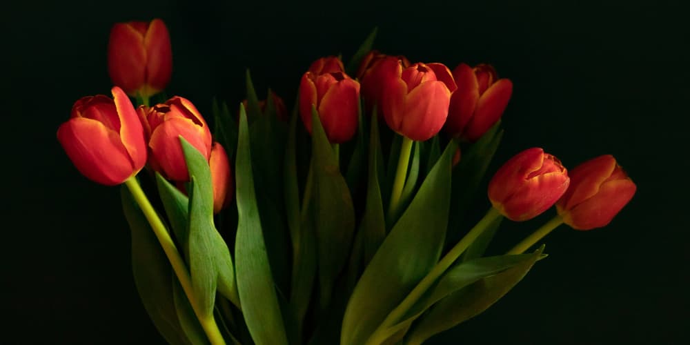 Vibrant Red Tulips by Delphine de Malleray — canvas wall art