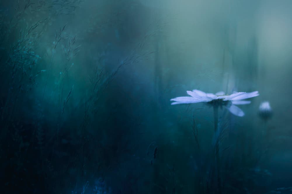 Deep Blue Daisy by Jana Ajlec — canvas wall art