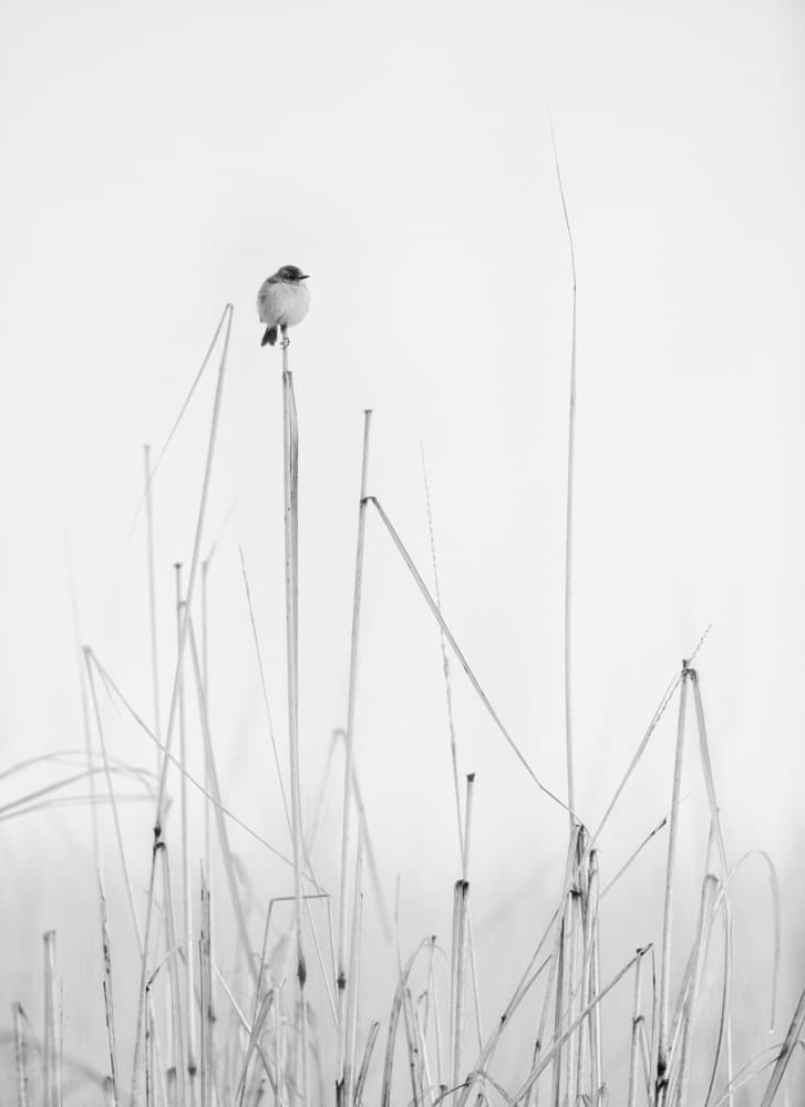 Quiet Bird on Reed by swapnil deshpande — canvas wall art