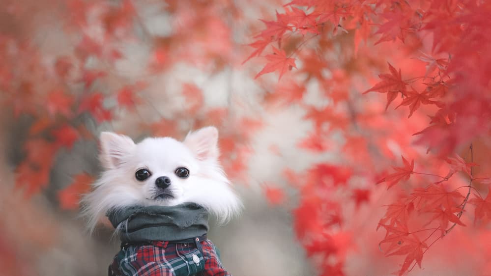 Cozy Chihuahua Autumn by Lienjp — canvas wall art