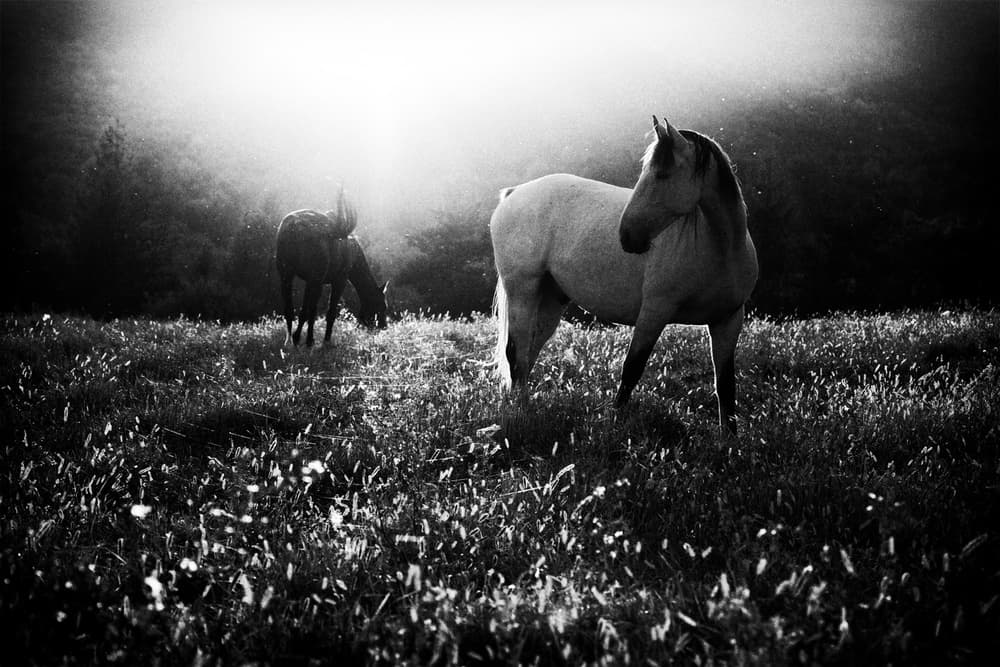 Majestic Horses at Dawn by Peter Svoboda MQEP — canvas wall art