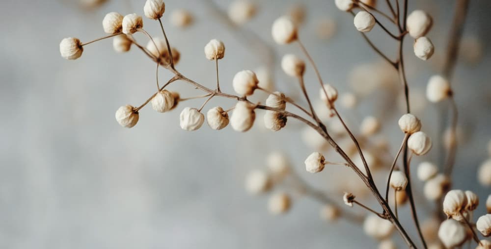 Dried Elegance by Treechild — canvas wall art
