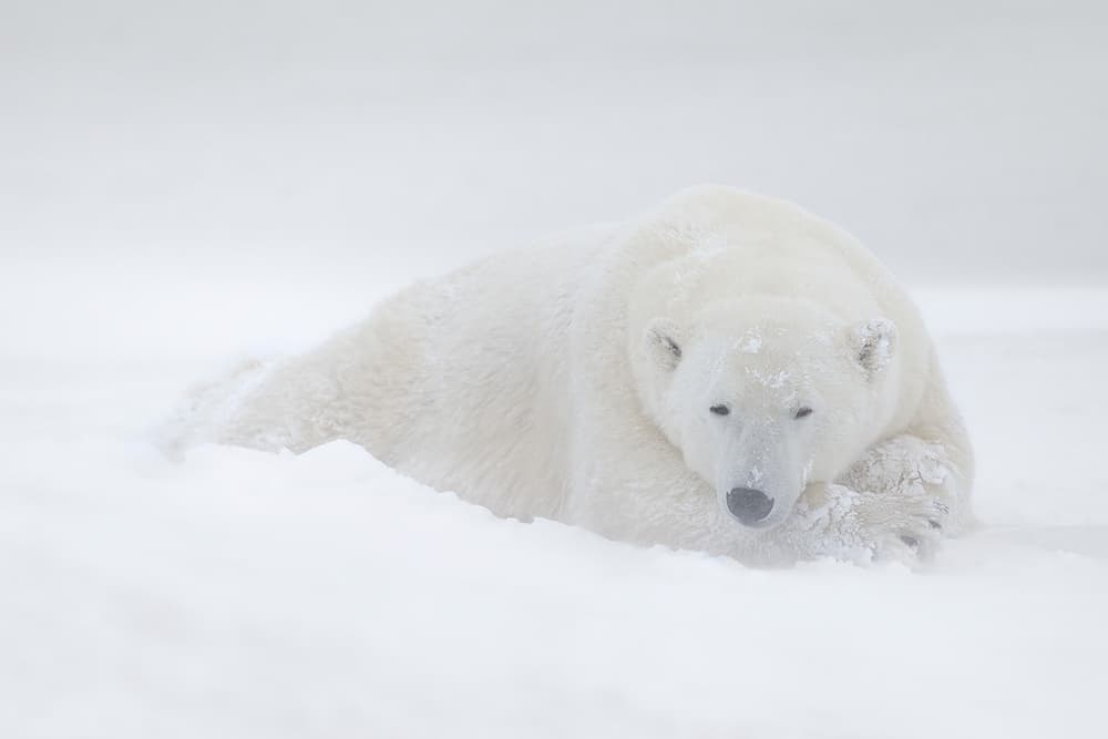 Resting Polar Bear by Marco Pozzi — canvas wall art