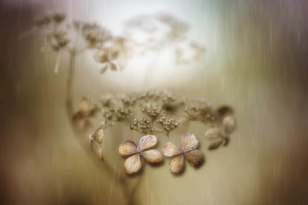 Faded Petals Gentle Rain by Takashi Suzuki — canvas wall art