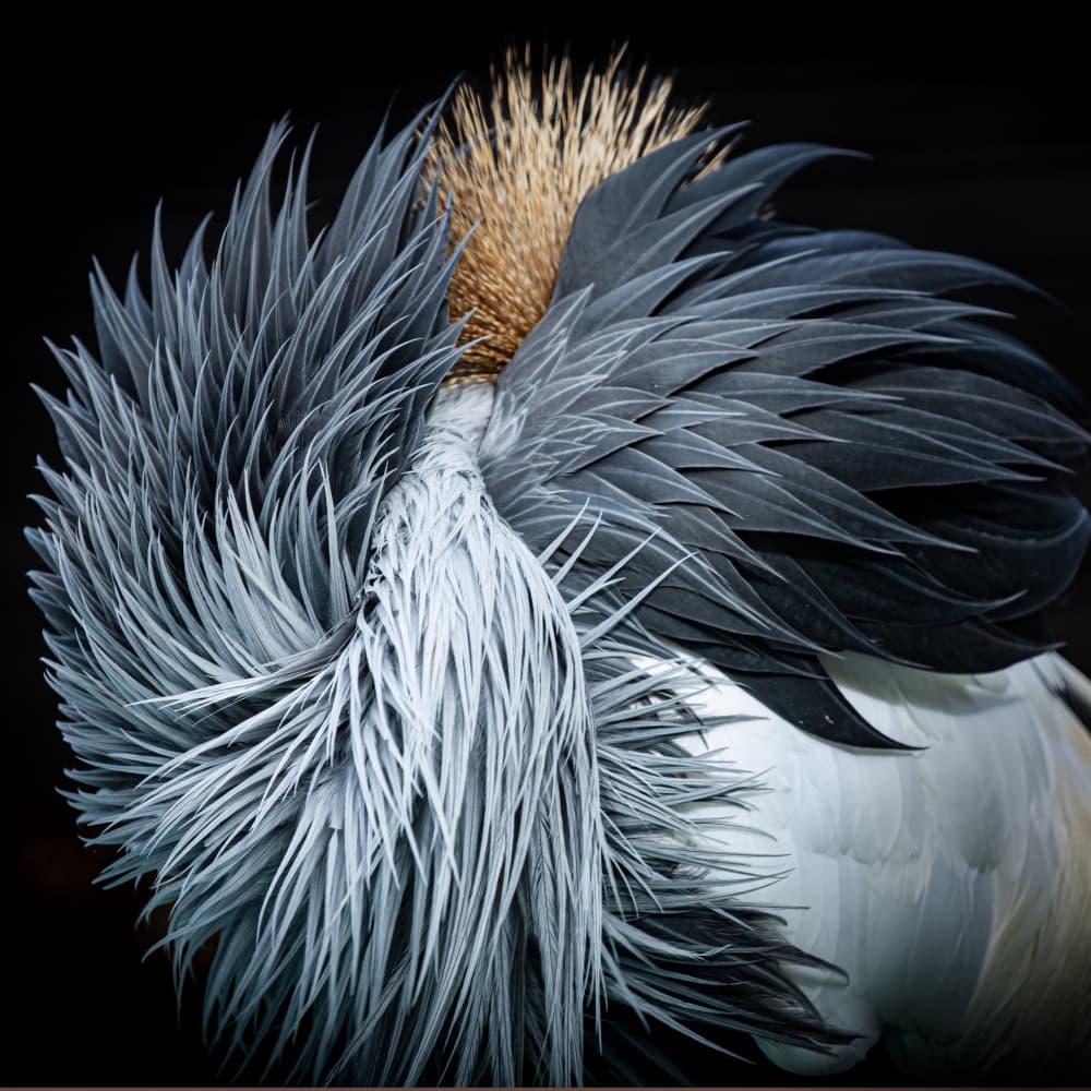 Elegant Crane Feathers by Takayuki Nakatsuka — canvas wall art