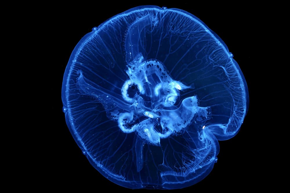 Glowing Blue Jellyfish by Serge Melesan — canvas wall art