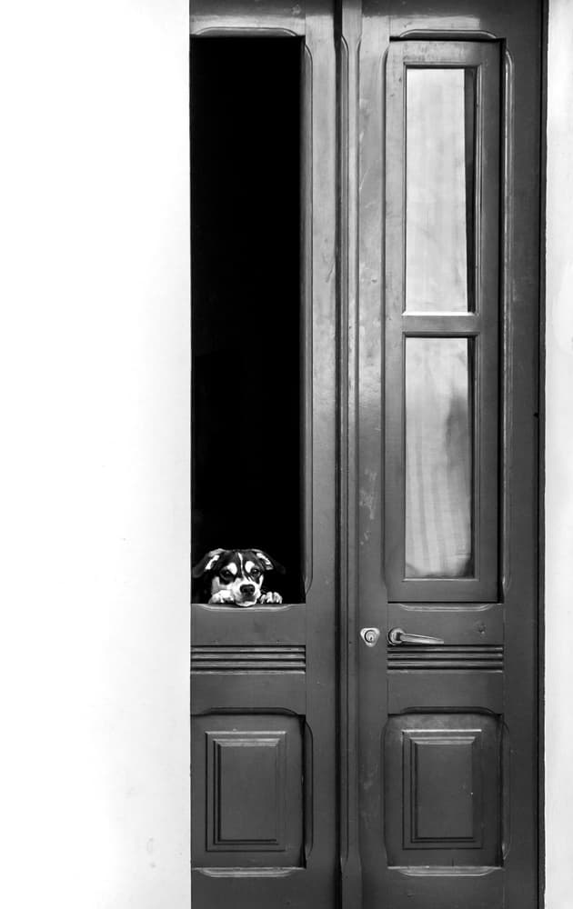 Curious Dog at Door by Piera Polo — canvas wall art