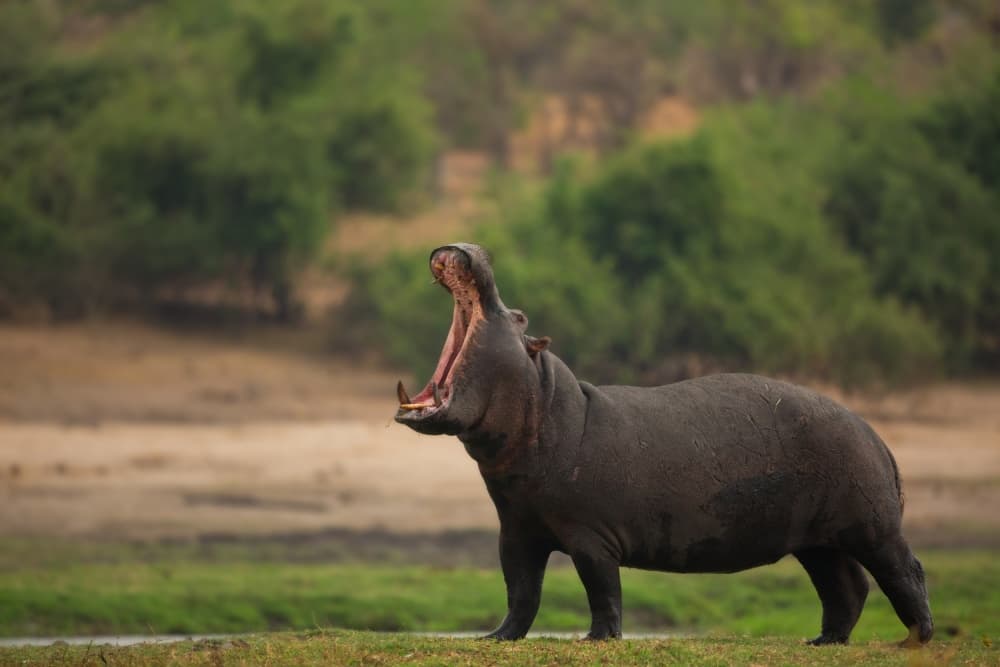 Powerful Hippo Yawn by Amnon Eichelberg — canvas wall art