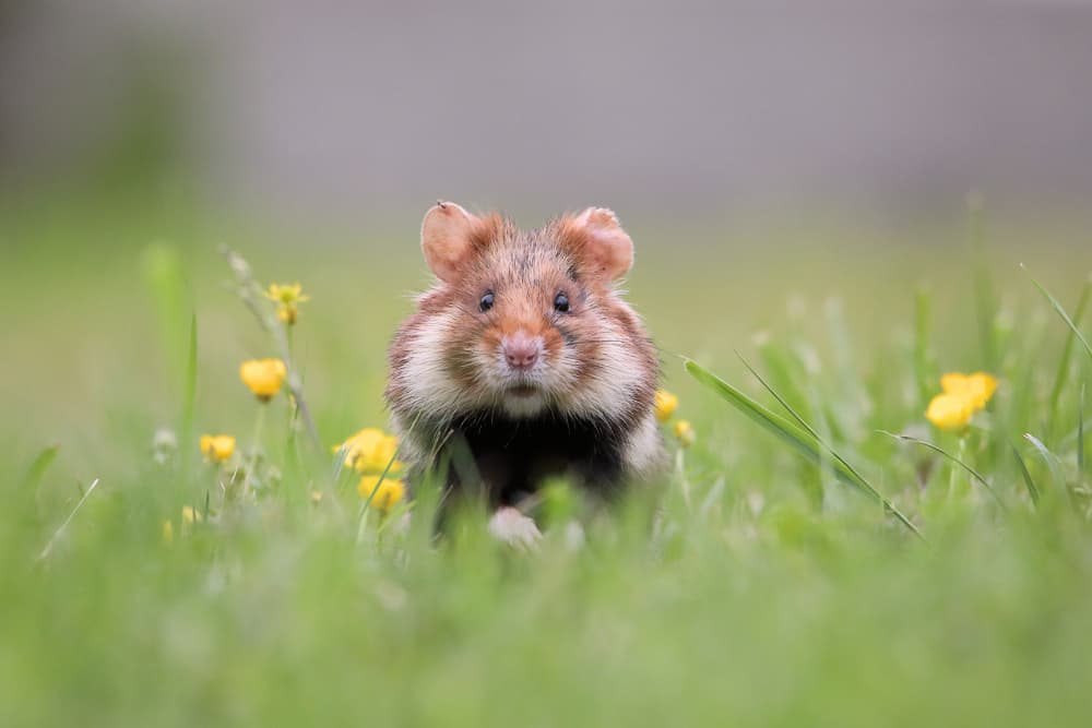 Curious Wild Hamster by Judith Kuhn — canvas wall art