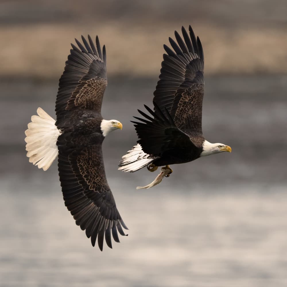 Fishing Bald Eagles by John Fan — canvas wall art
