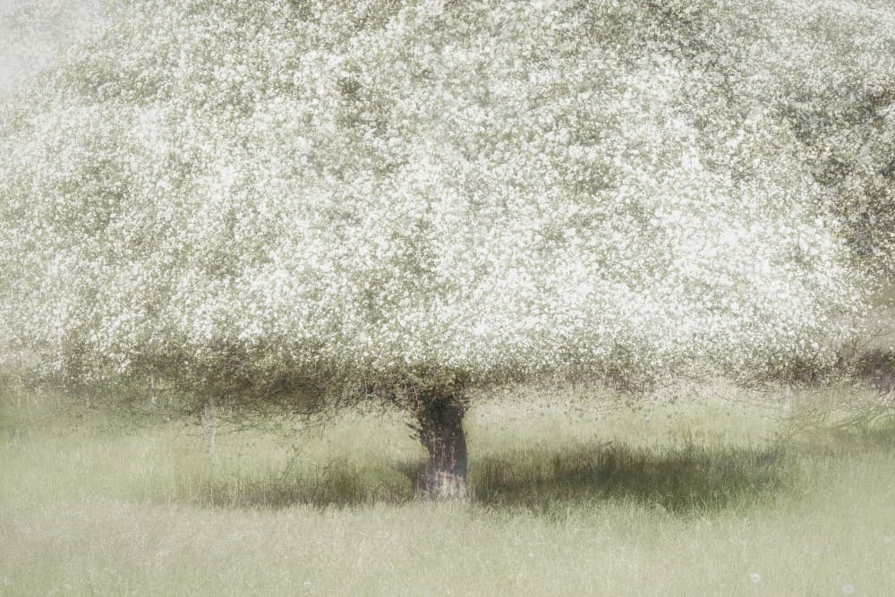 In the backyard by Nel Talen — canvas wall art