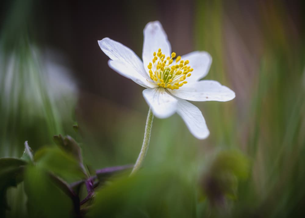 White Spring Anemone by Sergio Barboni — canvas wall art