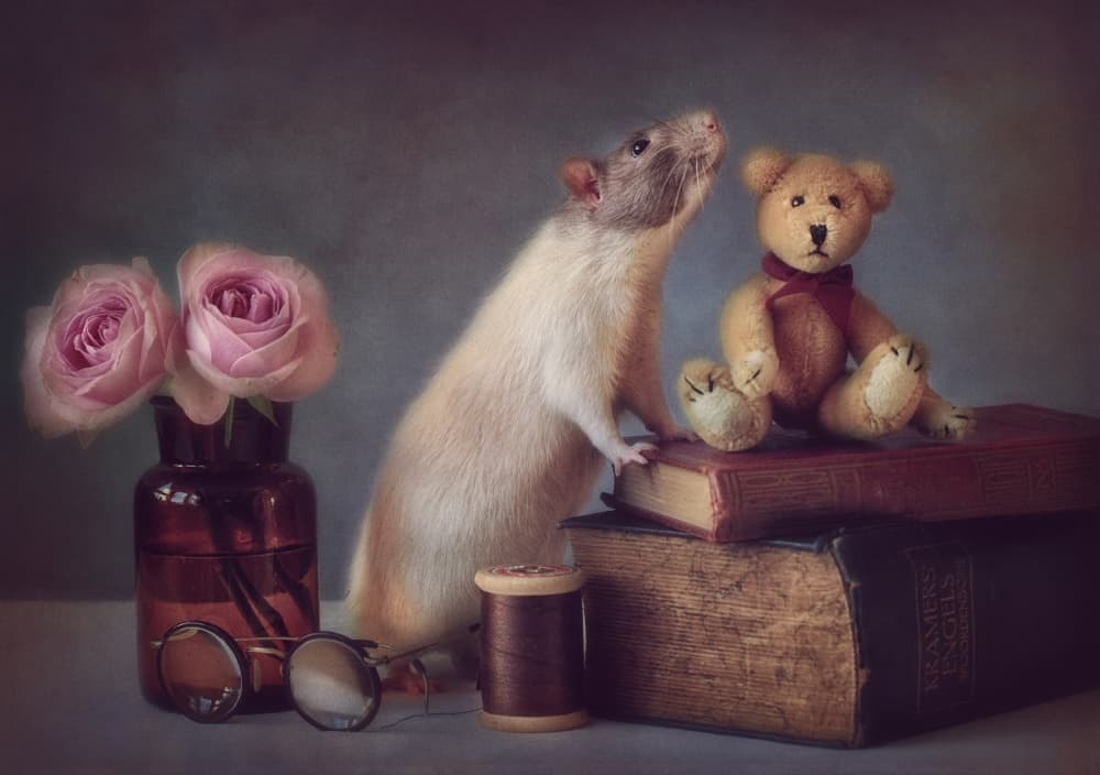 Curious Rat and Bear by Ellen van Deelen — canvas wall art
