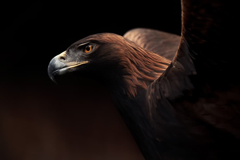 Golden Eagle portrait by Eiji Itoyama — canvas wall art