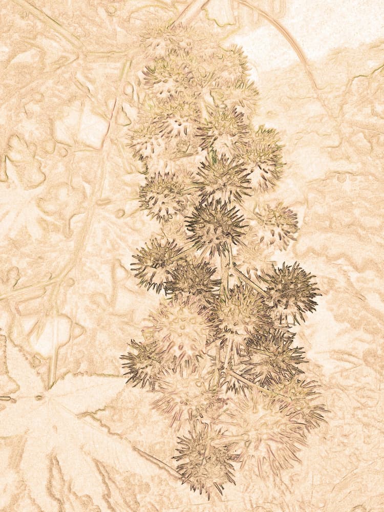 Spiky Castor Pods by Santhosh ch — canvas wall art