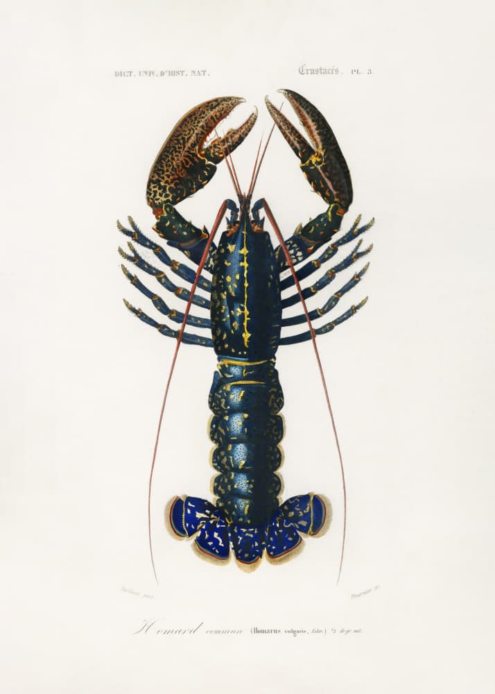 Crimson Crawfish by Charles Dessalines D Orbigny — canvas wall art