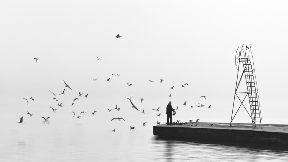 Man Feeding Seagulls by Tamara Brnelić — canvas wall art