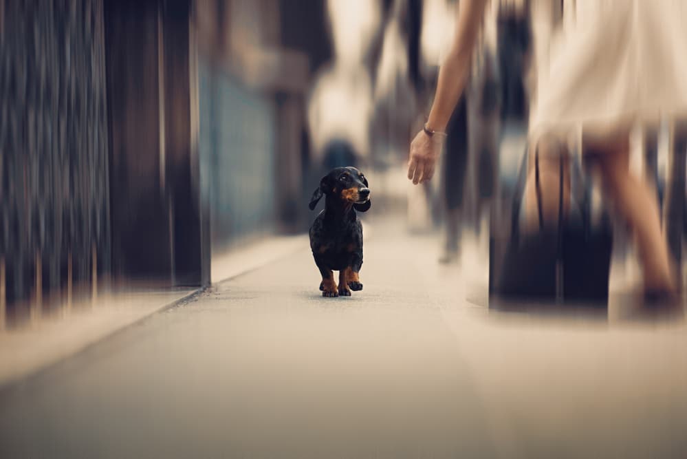 City Dachshund Dash by Heike Willers — canvas wall art