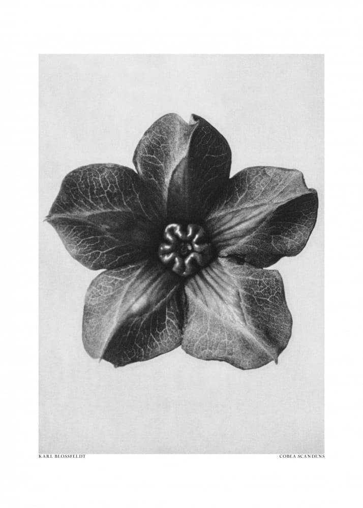 Cobaea Scandens by Karl Blossfeldt — canvas wall art