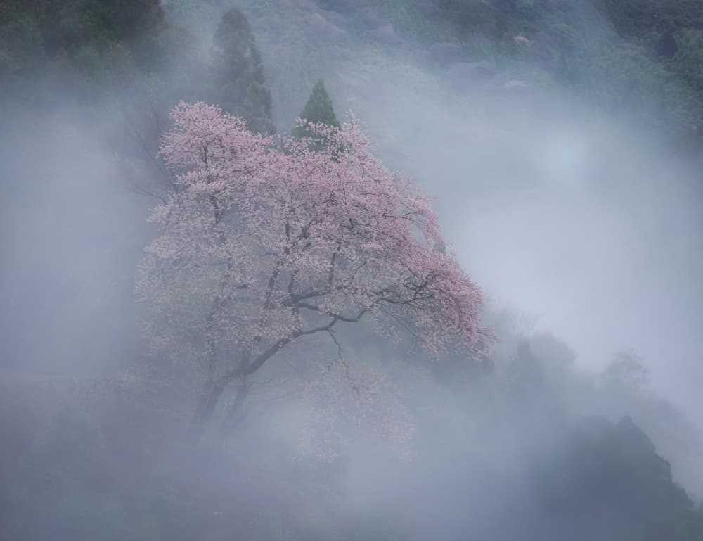 Misty Cherry Blossoms by Takafumi Yamashita — canvas wall art