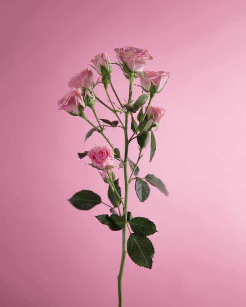 Delicate Pink Blooms by Julia Ramiro — canvas wall art