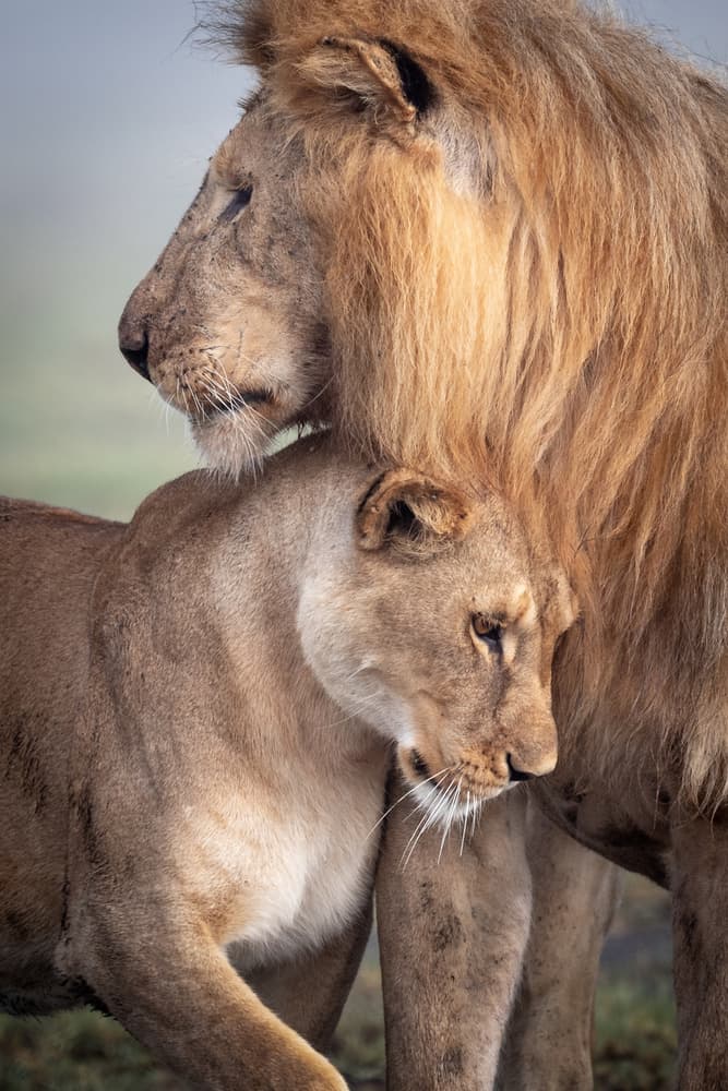 Lions in Love by Ali Khataw — canvas wall art
