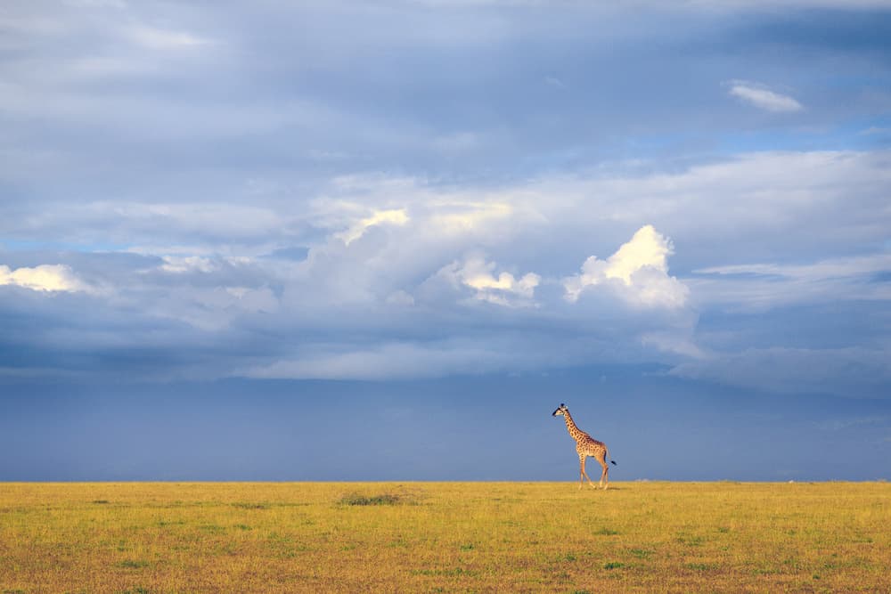 Majestic Savanna Giraffe by Eiji Itoyama — canvas wall art