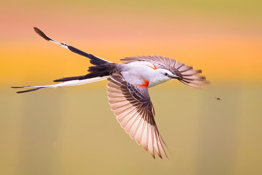 Elegant Flycatcher in Flight by Michael Zheng — canvas wall art