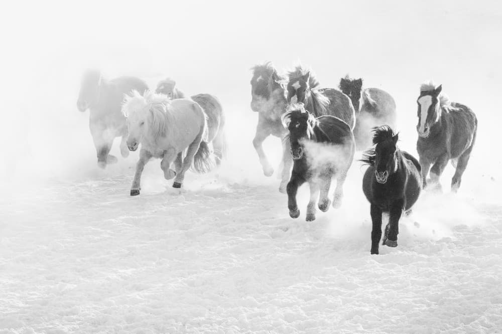 Wild Horses Galloping by Bingo Z — canvas wall art