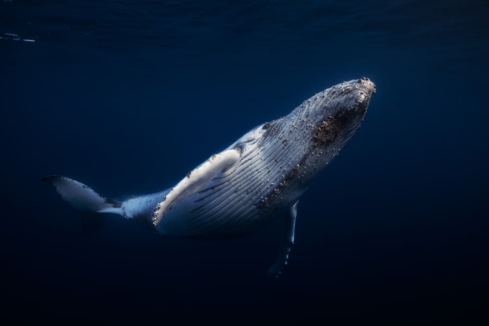 Majestic Humpback Whale by Barathieu Gabriel — canvas wall art