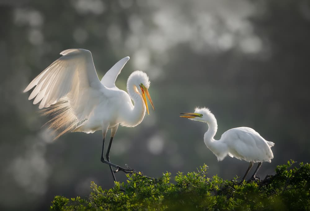 Graceful Egrets In Light by Vicki Lai — canvas wall art