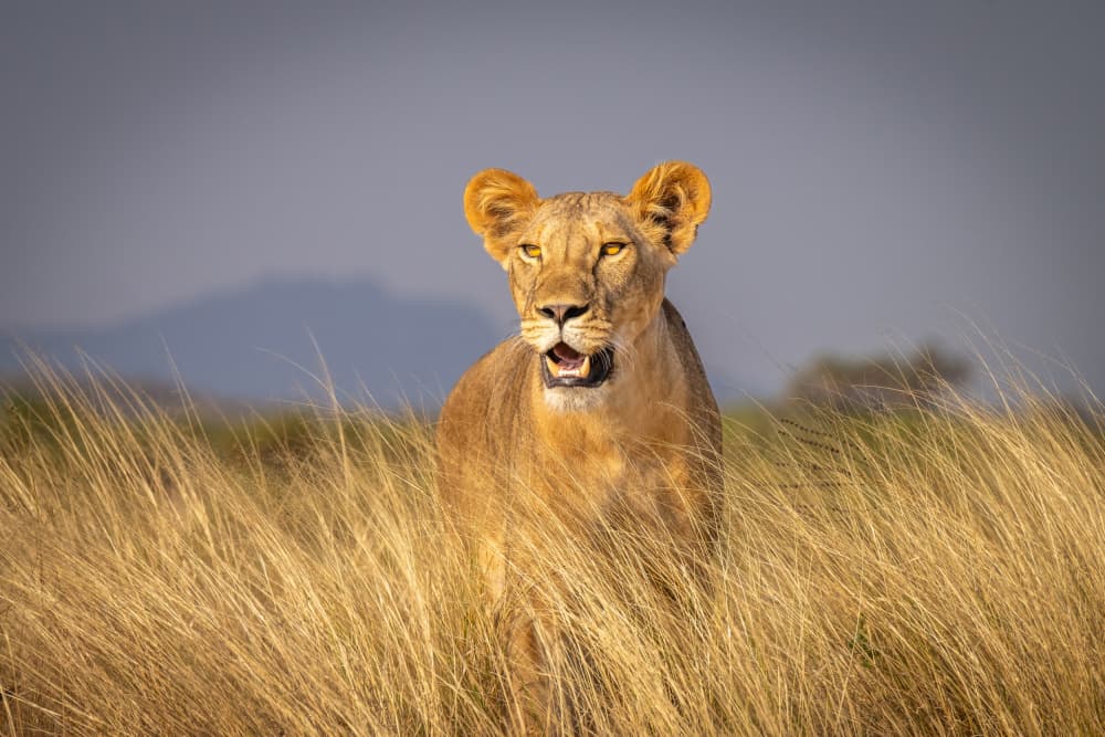 Watchful Lioness In Grass by Jeffrey C. Sink — canvas wall art